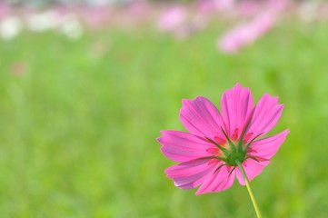cosmos flower