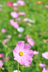 cosmos flower