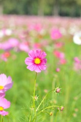 cosmos flower