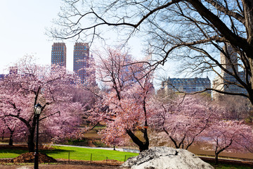 Blooming Kwanzan Cherry New York central park