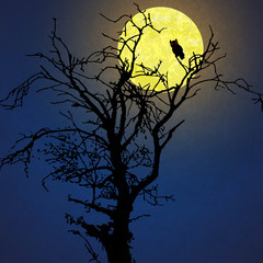 owl in front of moon