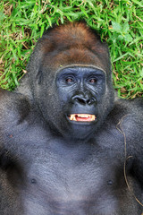 Beautiful close up of a big alpha male silverback  western lowland gorilla playing in a field