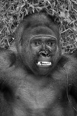 Beautiful close up of a big alpha male silverback  western lowland gorilla playing in a field in black and white