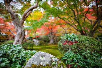 日本庭園の中の万両