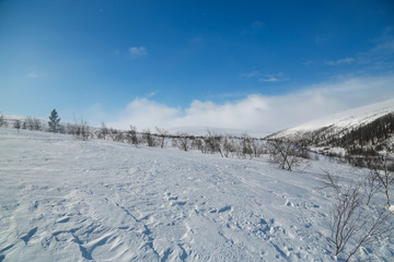 Fototapeta na wymiar winter landscape with birch trees and snow