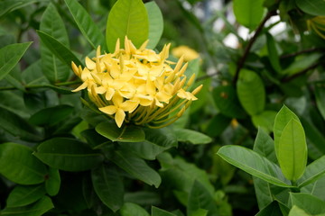 yellow flower in the garden