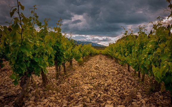 vinyard in the south of France Provence , with stormy skys,
