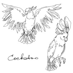 Vector Sky bird cockatoo in a wildlife isolated. Black and white engraved ink art. Isolated parrot illustration element. © LIGHTFIELD STUDIOS