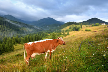 Brown cow with a white pattern on a mountain pasture. Foggy morning in the Carpathians