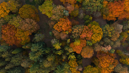 Aerial view of beautiful colored autumn forest.