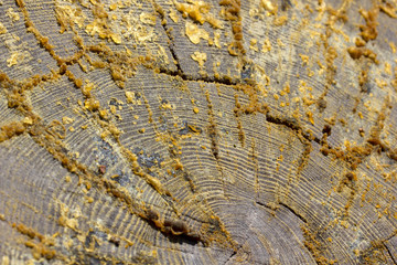 Resin on cut pine tree. Wooden texture background.