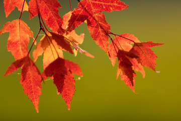Colored autumn background with maple leaves, close-up