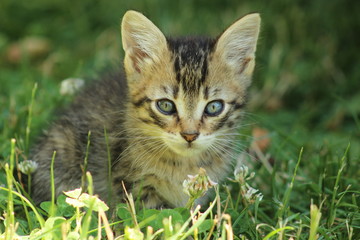 chaton prise n°2