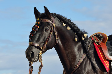 Andalusian saddle horse portrait against sky  background