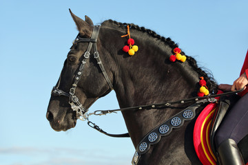 Performance black andalusian horse portrait in sky clouds background
