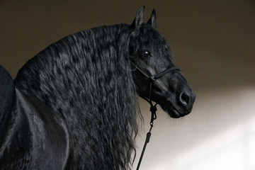 Friesian horse portrait in a dark stable with long hair lighting