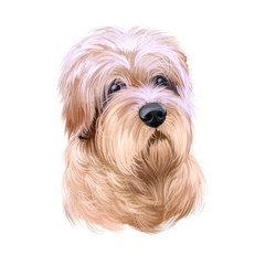 Dutch Smoushond, Dutch Ratter, Hollandse Smoushond dog digital art illustration isolated on white background. Netherlands origin hound dog. Cute pet hand drawn portrait. Graphic clip art design.