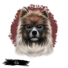 Elo dog digital art illustration isolated on white background. German origin emerging wirehaired dog. Cute family pet hand drawn portrait. Graphic clip art design for web and print.