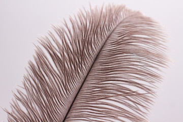 Lush ostrich feather on white background. Decorative elements. Nature textures.	