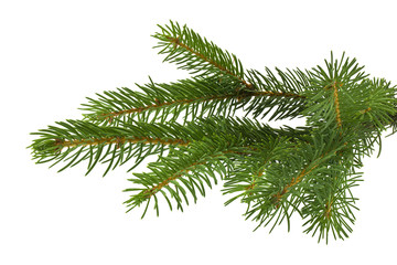 Christmas tree branch isolated on white background