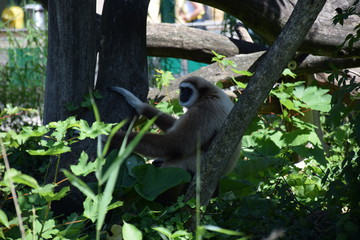 zoo