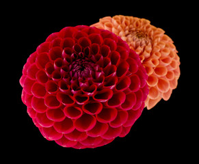 Dahlia flowers isolated on black background.