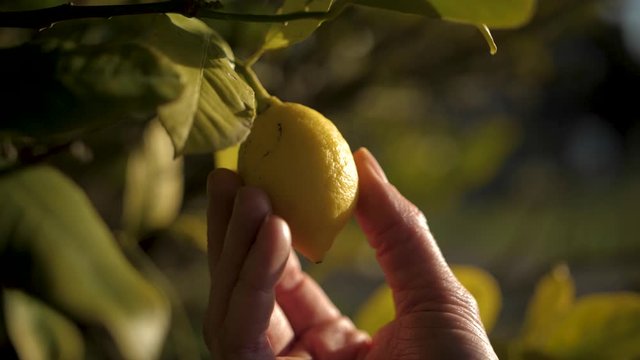Hand inspecting a yellow lemon fruit hanging from a tree. Slow motion.