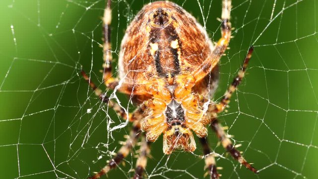 a large cross spider sits in her spider's web and lurks for prey