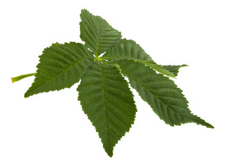 Naklejka na ściany i meble Green leaf chestnut isolated on white background