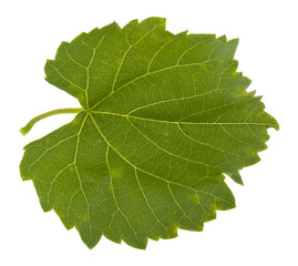 Green leaf of grapes isolated on white background