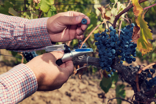 Man hands holding refractometer and red grapes with in a vineyard. Selective focus