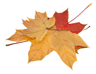 Autumn maple leaves isolated on white background