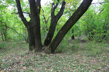 oak tree in forest