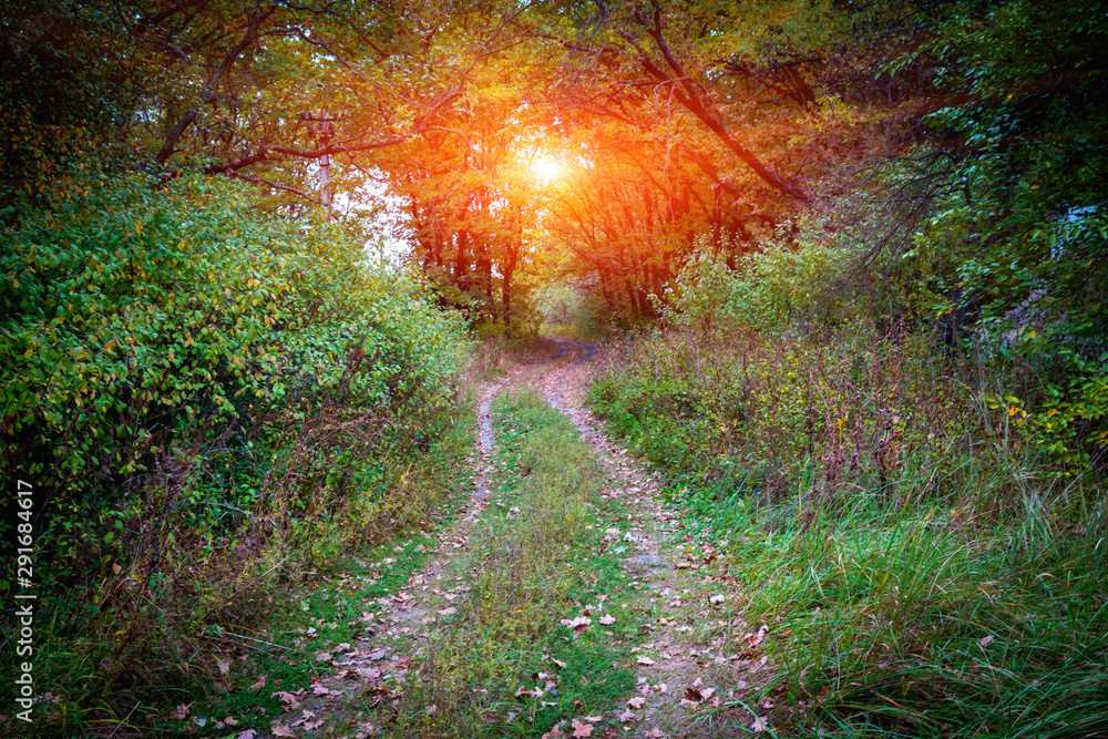 Wall mural wild pathway in forest