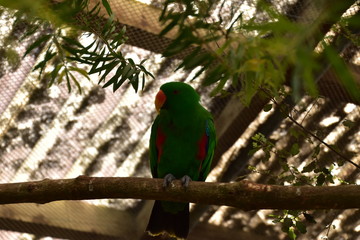 The Bird in North Island, New Zealand