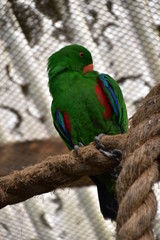 The Bird in North Island, New Zealand