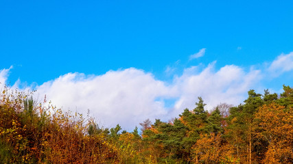 Autumnal trees on blue sky background.