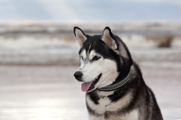 Dog breed Siberian Husky portrait on the background of a stormy sea