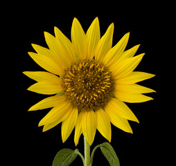 Closeup of blooming sunflower isolated on black background