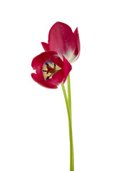 Red tulip flowers isolated on white background.
