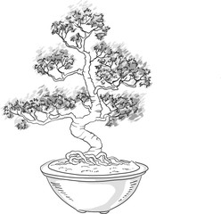 Bonsai tree. Japanese tree miniature. Silhouette on a white background. Potted tree. Japanese art. Vector isolated on white background.