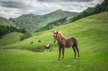 Fototapeta na wymiar Horses in tne french Pyrenees mountains