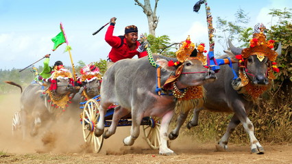 geschmücktes Büffelpaar mit Reiter beim traditionellen Büffelrennen in Bali