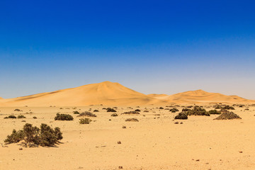 Fototapeta na wymiar Soft sand dunes in a desert, Namib Naukluft Park, Namibia, Africa