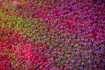 Wall covered with climbing ivy