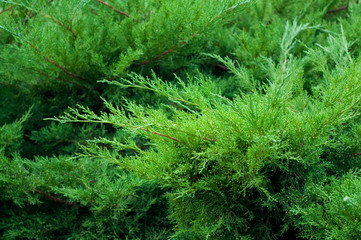 Closeup of juniper tree branches.
