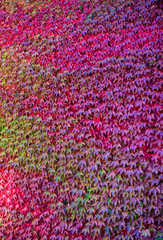 Wall covered with climbing ivy