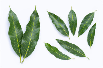 Top view of mango leaves on white.