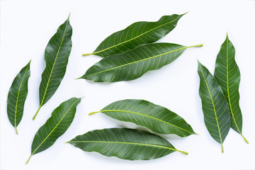 Fototapeta premium Top view of mango leaves on white.