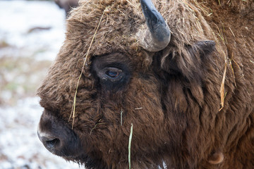 Portrait of Large brown wisent or european brown bison with big horn and brown eyes in the winter forest. © Natalia